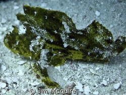 Leaf Scorpion fish of the green variety.  Not rare but ha... by Jim Mcguire 
